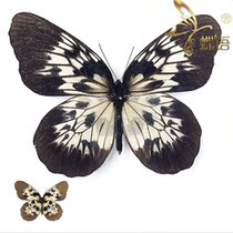 Butterfly butterfly specimen Idea tambusisiana hideoi