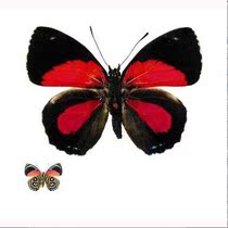 Butterfly half red happy butterfly Paulogramma peristera true butterfly specimen decorative painting custom