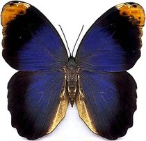 Butterfly Eloge owl ring butterfly Caligo beltrao butterfly specimen decorative painting wall customization