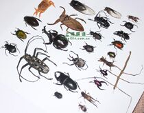Butterfly language: scarabs bees ants and other small insect specimens student science and education supplies DIY drop glue material