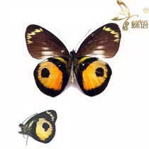 Butterfly tadpole spotted pink butterfly Delias albertisi albertisi butterfly specimen insect specimen