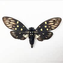 Butterfly language spot cicada specimen Zhizhi specimen Science education Homoptera specimen