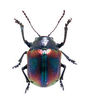 Butterfly language: Stunning leaf armor (small insect) Insect specimen True insect