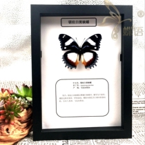 Butterfly language students popular science education Butterfly frame saw white spot Butterfly real insect butterfly specimen decoration decoration