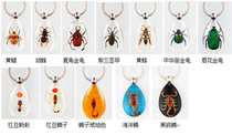 Butterfly language: insect Amber keychain real insect transparency high bubble-free high-end keychain gift