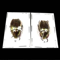 Butterfly bright silver gem golden turtle specimen Plusiotis argenteola beetle beautiful silver