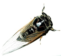 Butterfly language: Black grasshopper cicada homoptera true insect specimen Natural science and education specimen Student gift