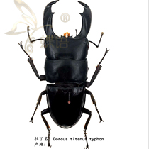Butterfly: true insect specimen Titan flat spade Dorcus titanus stag beetle