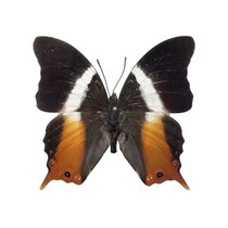 Butterfly butterfly specimen Palla ussheri yellow grass butterfly true butterfly decorative wall custom