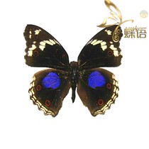 Butterfly Blue Ball Eye Nymphalidae Junonia clelia true butterfly specimen decorative painting exhibition customization