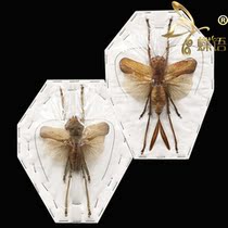 Butterfly Weta specimen Lesina ensifera Short-winged Tengu Weta true insect specimen