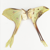 Specimens of the butterfly-tailed big-tailed silkworm moth