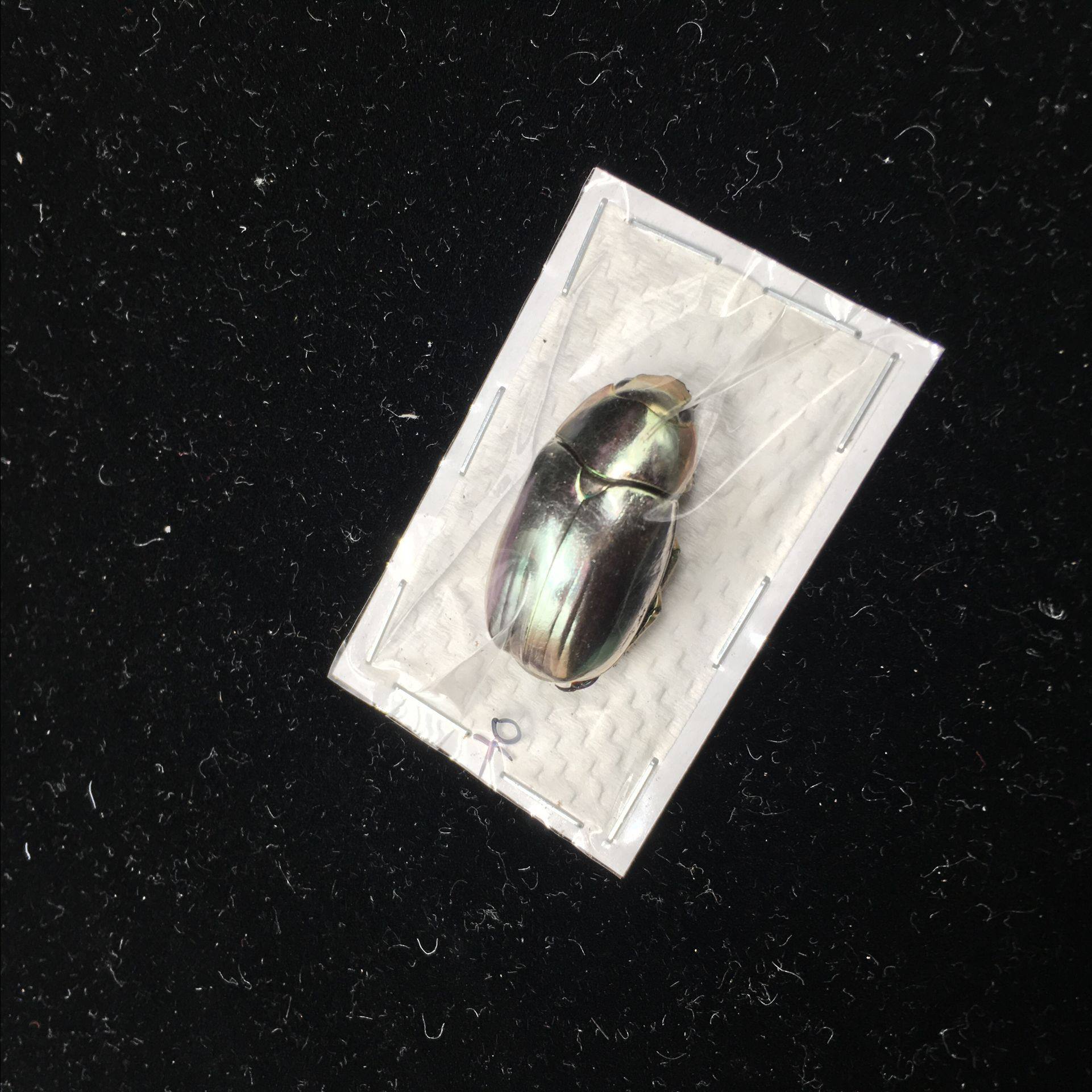 Butterfly language gem golden turtle silver Plusiotis chrysargirea golden turtle specimen