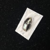 Butterfly Gem Golden Turtle Silver Plusiotis chrysargirea Scarab Specimen