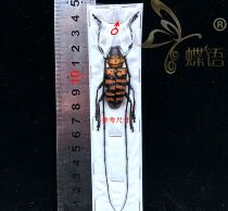 die yu longicorn beetles specimens Nemophas forbesi Cerambycidae really insect specimens