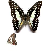 Butterfly Butterfly Specimen Graphium eurypylus Silver Hook