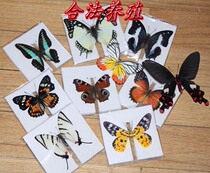 Butterfly language: a selection of 24 kinds of domestic butterfly specimens of the family of butterflies have spread their wings Decoration decorative frame DIY materials