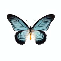 Butterfly Blue Blue Elf Papilio zalmoxis Flash Blue Papilio