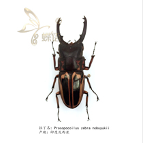 Butterfly: true insect specimen Prosopocoilus zebra nobuyukii zebra saw shovel