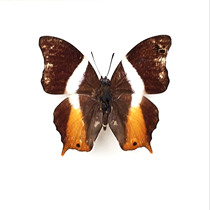 Butterfly language comfrey butterfly Palla violinitens imported butterfly specimen decorative painting butterfly wall custom