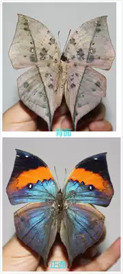 Butterfly: Butterfly Specimen Dead Leaf Butterfly World Mimicry Vivid World Famous Butterfly