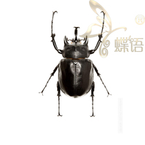 Butterfly language yaktien Megasoma actaeon rhinoceros true insect specimens