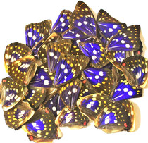 Butterfly language: Big purple butterfly wing painting bookmark DIY material Butterfly specimen