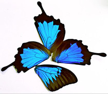 Butterfly paradise butterfly wings jewelry diy handmade earrings Jewelry necklace material diy