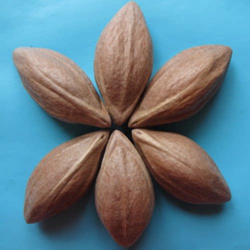 Olive core carving raw material large long core Guan Gong Zhong Kui dragon boat Dharma Guanyin single piece carving knife machine material red oil beard