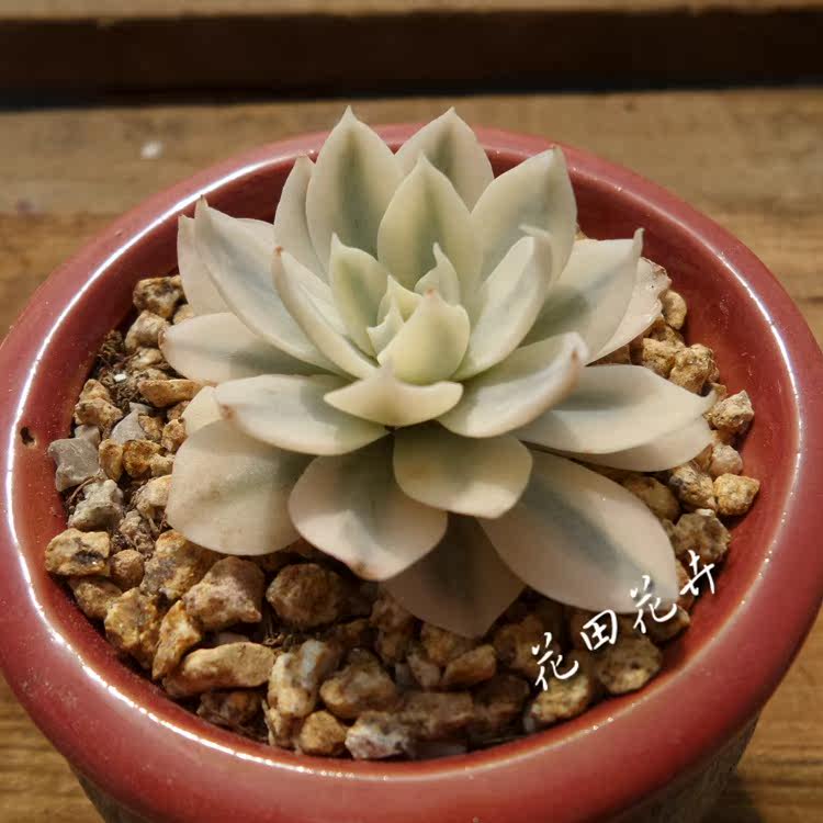 皮氏锦 皮氏石莲锦蓝石莲锦进口多肉植物一物一拍 最后8小时 一拍 一物 植物 进口 皮氏锦途虎网 皮氏锦 皮氏石莲锦蓝石莲锦进口多肉植物一物一拍 最后8小时 一拍 一物 植物 进口 皮氏锦途虎网