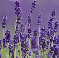 French Lavender Vanilla Flower Seeds Aromatic Plants Courtyard Balcony