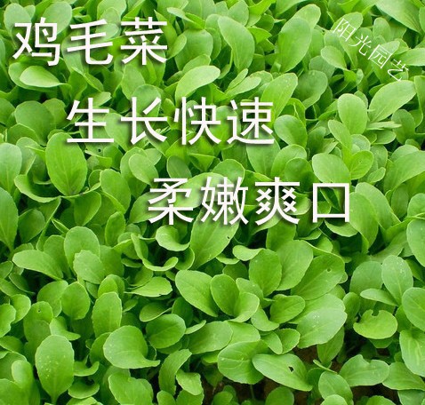 Chicken hairs, green vegetables, leeks, tender vegetables, four seasons, vegetable seeds, chives, cabbage, high germination rate, lettuce, shepherd's purse