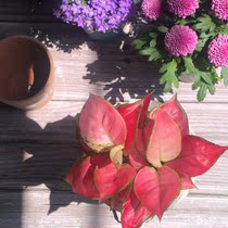 Red rose rainbow arrowroot potted color leaf plant Red beautiful indoor leaf viewing living room Xiyin green plant purifies the air