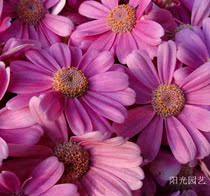 Melon leaf chrysanthemum potted with flowers Rich chrysanthemum balcony windowsill potted flowers Indoor good to raise explosive pots of small grass flowers