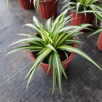 Chlorophyll plant potted green plants with pots shipped to formaldehyde to purify the air Home living room