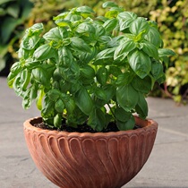 American Pan American imported vanilla flower seed Edible basil oregano seed cluster pill simple and easy to grow vegetables