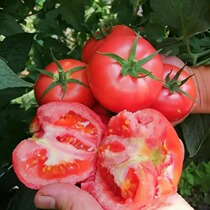 Home original natural organic (a string of bells in vegetables 4) tomato seeds can be left for 200 seeds