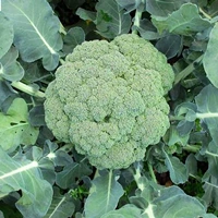 Jili Broccoli, семена брокколи, цветная цветная капуста, цветы цветной капусты, весенний сезон с четырьмя сезонами, семена овощных овощей в горшках