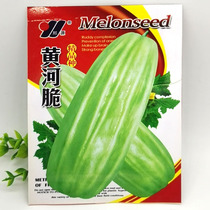 Vegetable seeds Yellow River crispy melon seeds eight-sided crispy Melon Melon cucumber seeds about dozens of seeds