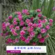 Anna 11 栽 SEDENTINGS 1 POT (купить пять получите один бесплатный