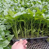 蚯 卟 卟 卟 鹇菟 焓 焓 咚 咚 咚 咚 孑 孑 锼 锼 锼 锼