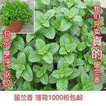 Mint seed seedlings Vanilla seeds Lemon mint peppermint seeds Edible mint potted vegetables and fruits Flower seeds