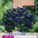 Belinda 11㎝ горшка саженцы 1 горшок (купить пять получите один бесплатный