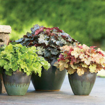 Alum root Red Vines green plants potted plants large seedlings balconies gardens interiors cold-tolerant four-season foliage plants