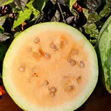 Ранняя приготовленная оранжево -желтая почва, благословение арбуз, нелегко взломать дыню дыни в четыре сезона весенний сезон, овощи в горшках, фрукты, семена семян