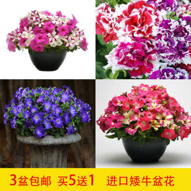 Pan American imported double Petunia flower seedling dwarf cow flower seed Hui potted plant with flower outdoor balcony blooming all seasons