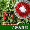 Bullet early ripening single raw pepper Chaotian pepper seeds Bright taste spicy flavor Vegetable flowers Forest seeds