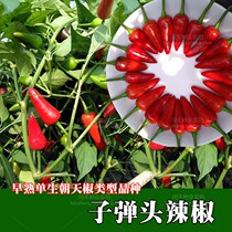 Bullet early-maturing single-raw pepper ChaoTianjiao seeds Bright flavor spicy vegetable flower forest seeds