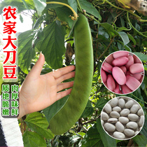 Farmhouse Red knife bean seed Brazil bean seed bean seed big lentil seed vegetable seed organic