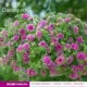 Daisa rosa 11 栽 горшечно -саженцы 1 горшок (купить пять, получи один бесплатно